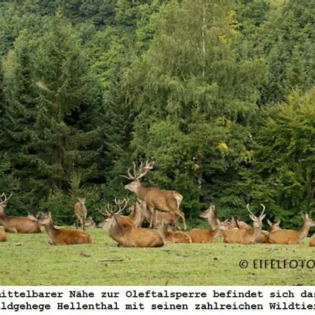 Διαμέρισμα Gross B Schleiden