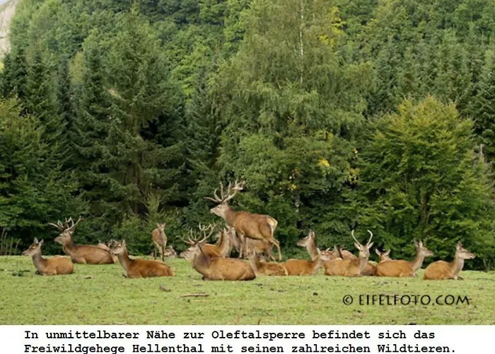 Διαμέρισμα Gross B Schleiden